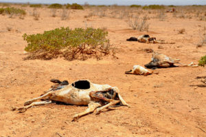 Carestia in Africa: la siccità del 2011 in Somalia